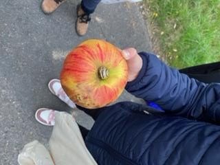 Äpfel sammeln und Besuch der Mosterei